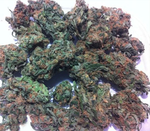 Blue Dream Cannabis Flower Bud