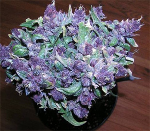 Purple Haze Canabis Flower Bud
