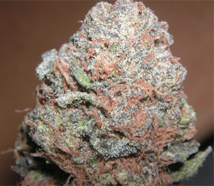 Purple Kush Canabis Flower Bud