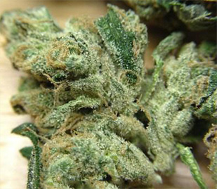 Sour Diesel Canabis Flower Bud