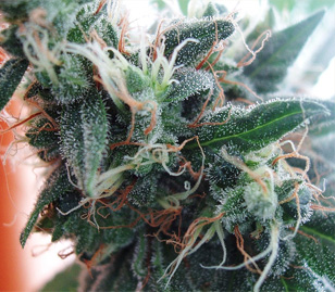 White Widow Canabis Flower Bud