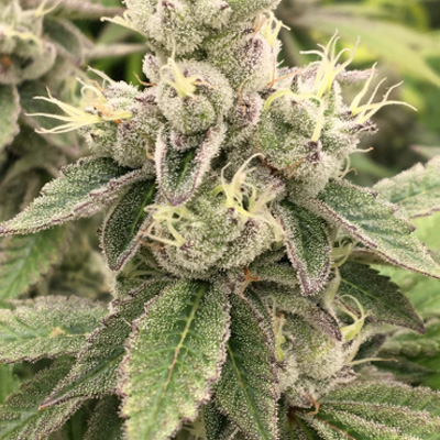 Crippy Cannabis Flower Bud