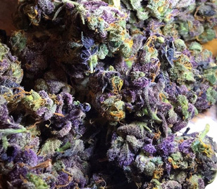 Grandaddy Purple Cannabis Flower Bud