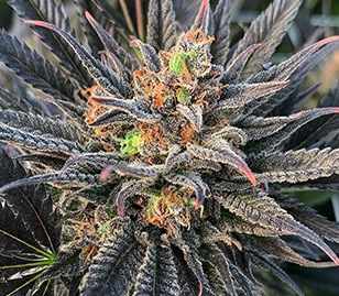 Pineapple Express Cannabis Flower