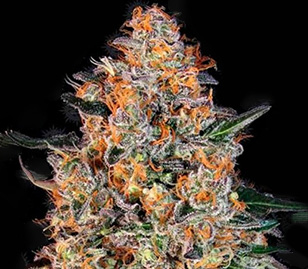 Bubba Kush Cannabis Flower