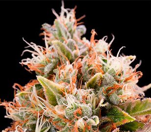 Chemdawg Cannabis Flower