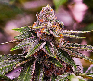 Gelato Cannabis Flower Bud