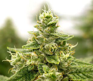 Gorilla Glue #4 Cannabis Flower Bud