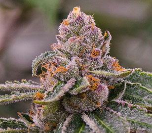 Gelato Cannabis Flower Bud